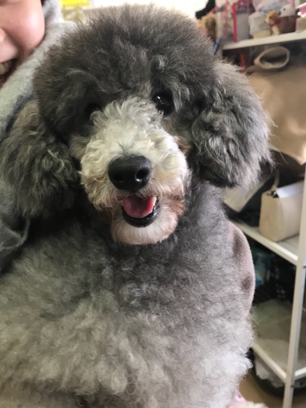 【今日の里帰りワンコ🐶プーちゃん💕＆くーちゃん💕、むっちゃん💕】No1